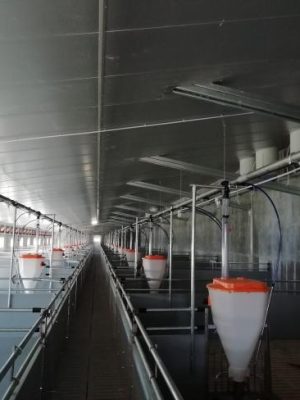 Baracska sertéstartó istálló - 2021 -08